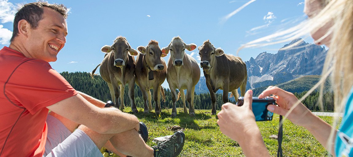 Discesa del bestiame dalla malga 