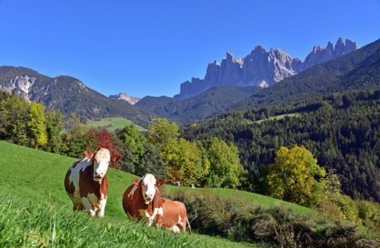 Gsoiers Bergsommer – Wanderwochen